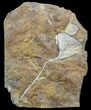 Fossil Ginkgo Leaves From North Dakota - Paleocene #58979-1